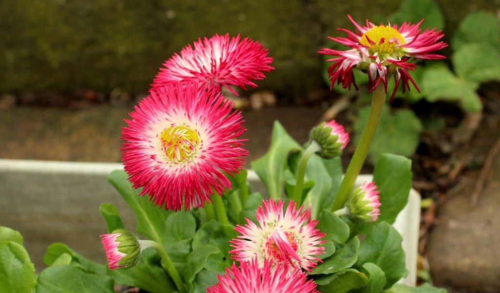 Нежные розовые маргаритки крупным планом