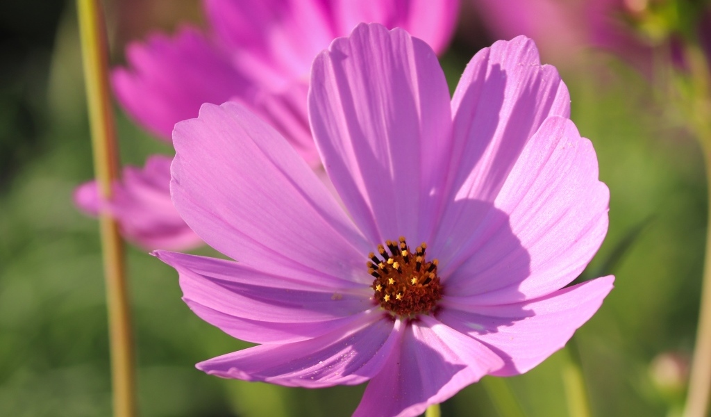 Нежный розовый садовый цветок космея в лучах солнца