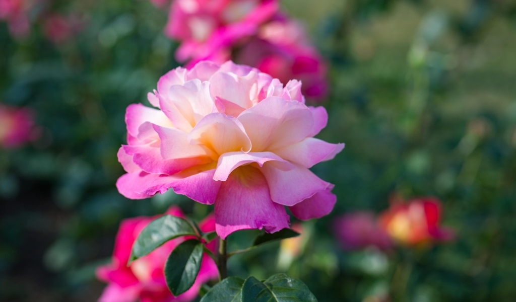 Нежные розовые розы на клумбе в парке