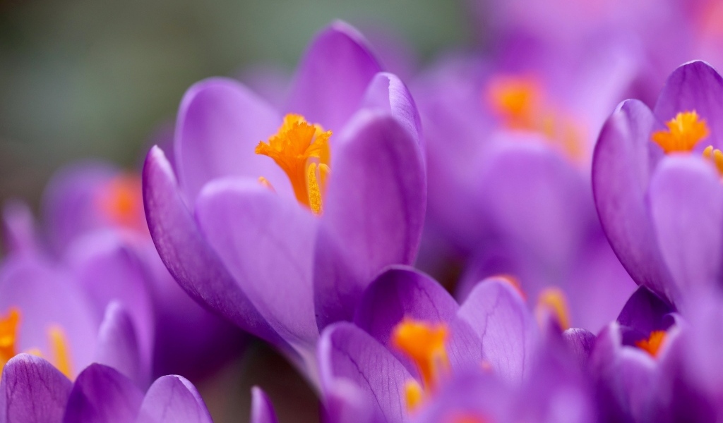 Нежные маленькие лепестки фиолетового крокуса