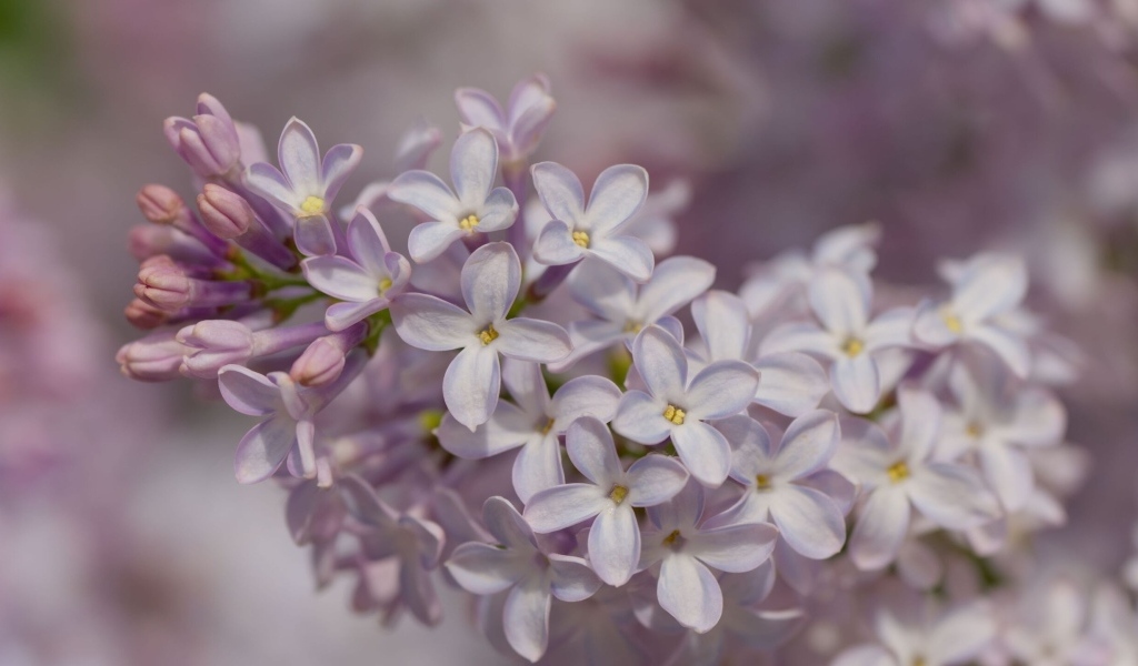 Нежные весенние цветы сирени