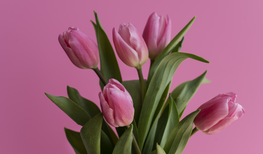 Нежные тюльпаны на розовом фоне