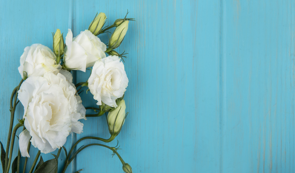 Нежная белая эустома на голубом фоне