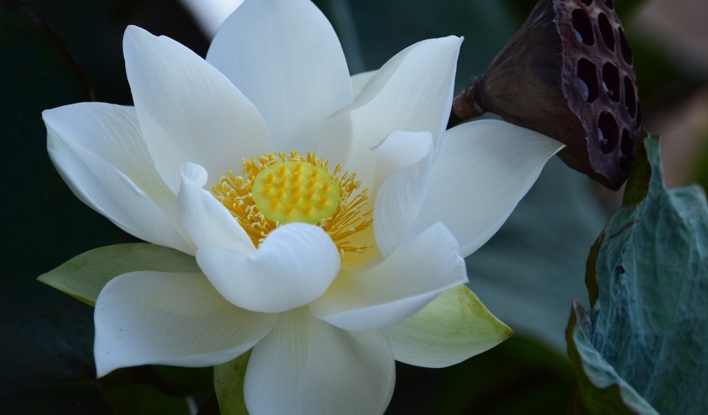 Нежный белый цветок лотоса крупным планом