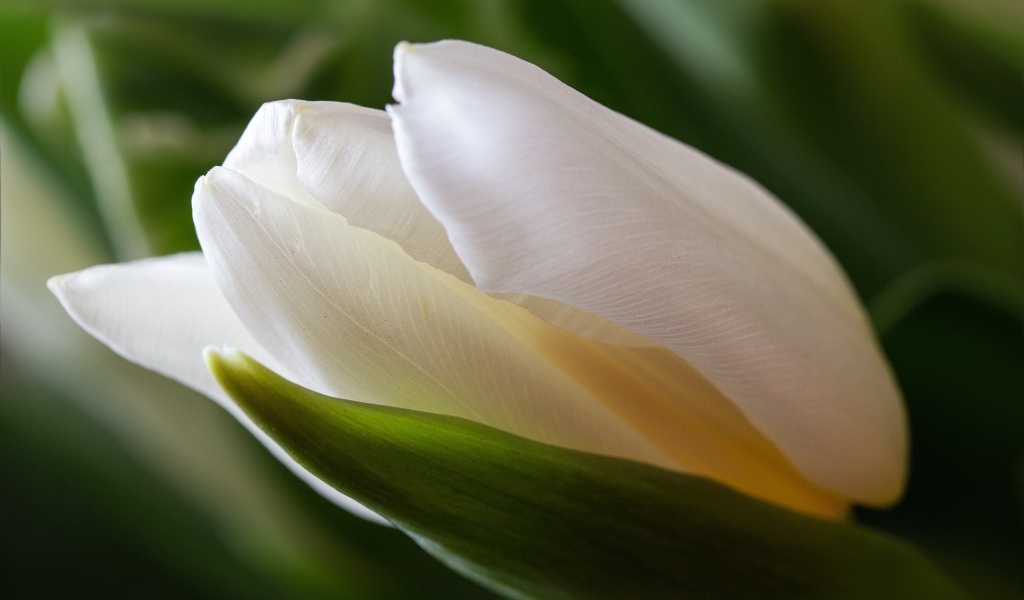 Нежный белый тюльпан с зелеными листьями