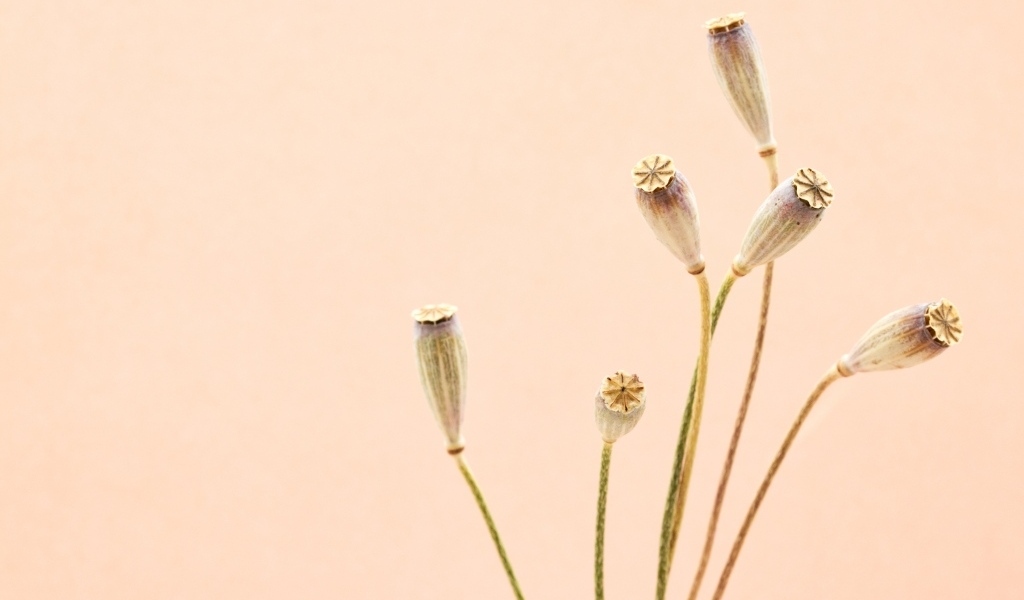 Высушенные отцветшие цветы на бежевом фоне