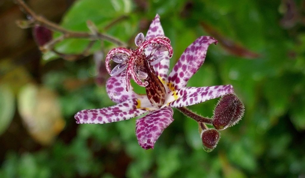 Экзотический пятнистый цветок орхидеи