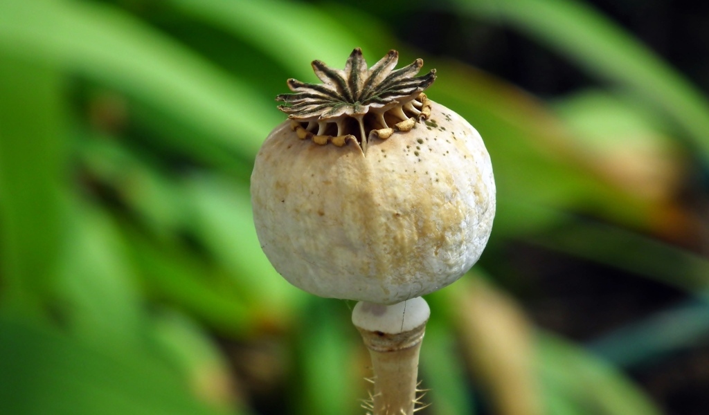 Отцветший мак крупным планом 