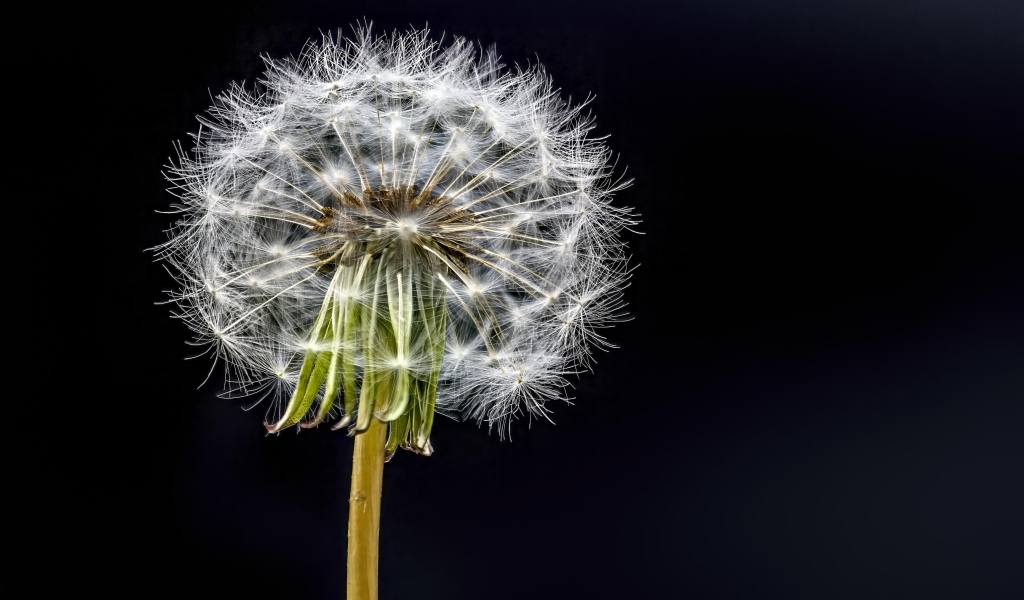 Отцветший белый одуванчик на черном фоне