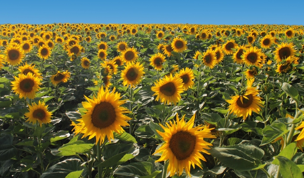 Поле больших цветущих подсолнухов под голубым небом