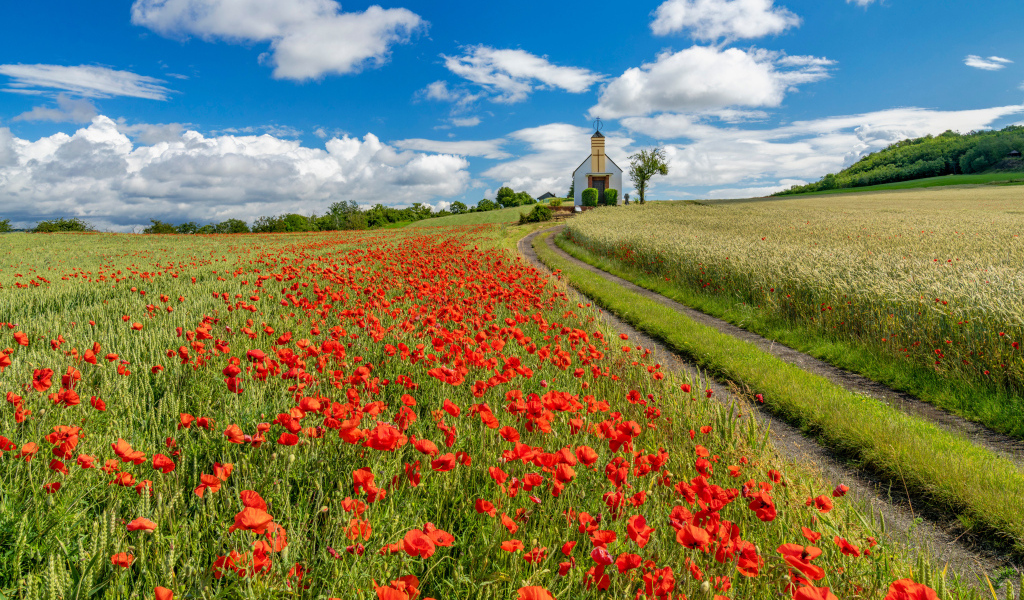 Поле красных маков под голубым небом с белыми облаками