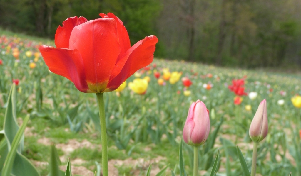 Поле с разноцветными тюльпанами в начале весны