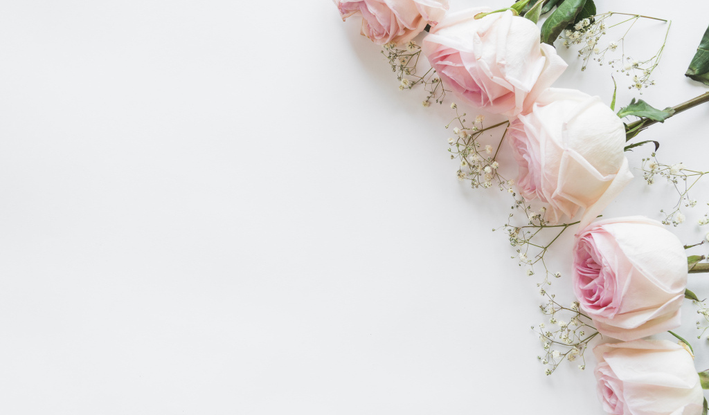 Пять розовых роз с гипсофилой на белом фоне