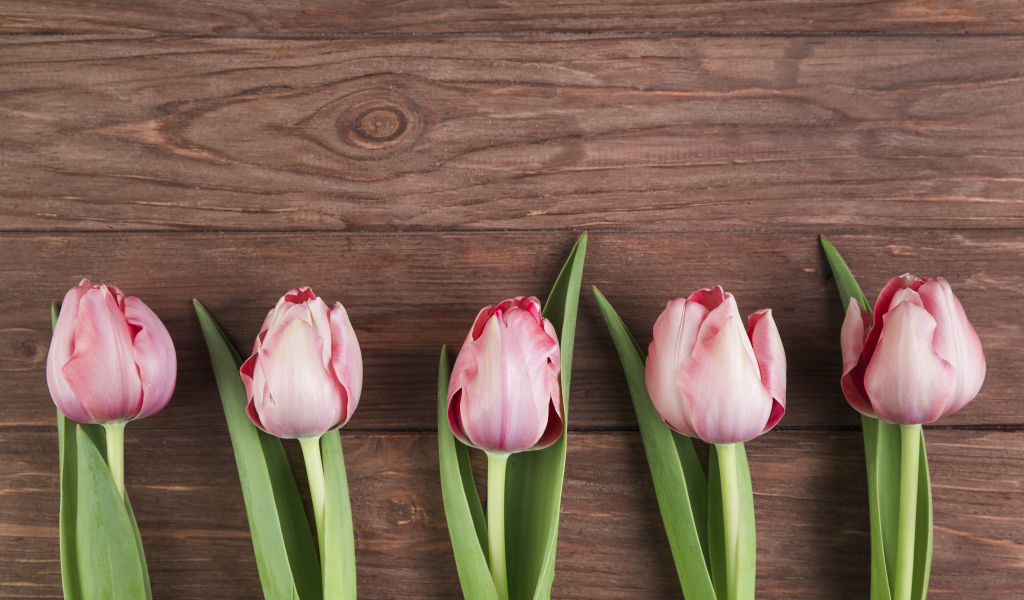 Пять розовых тюльпанов на деревянном фоне, шаблон 