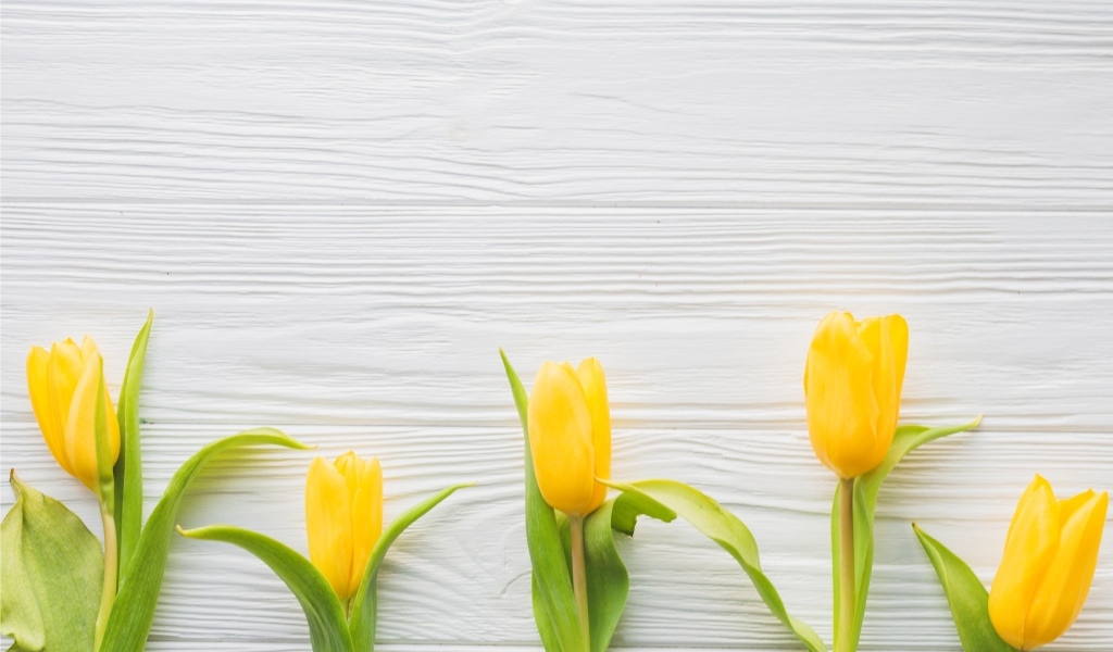 Пять желтых тюльпанов на белом фоне весной