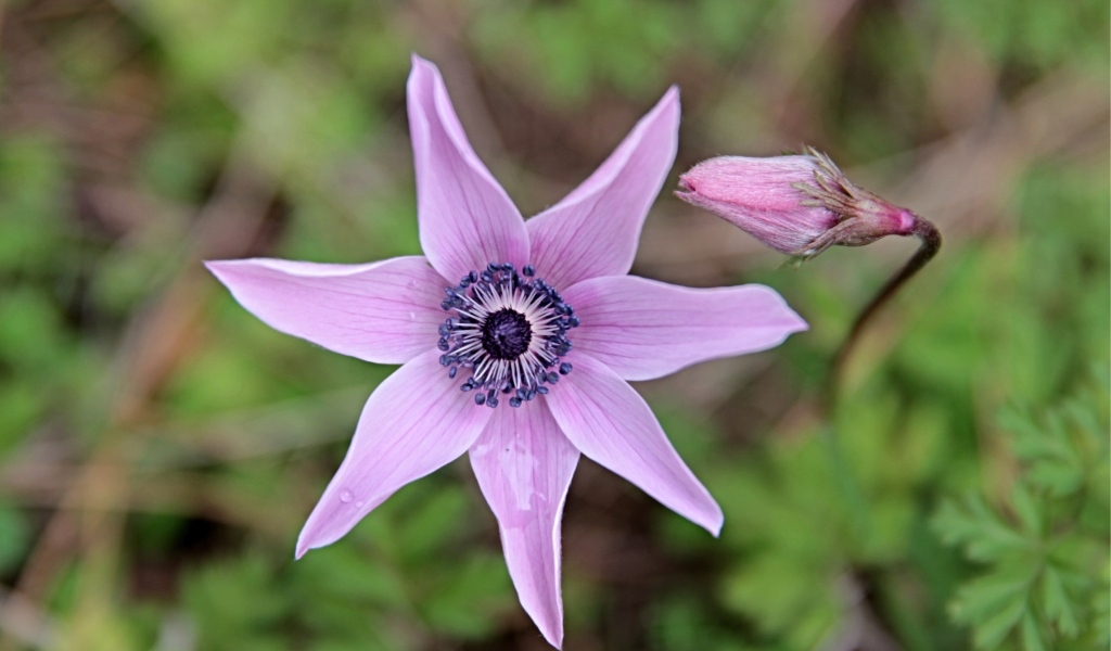 Лесной цветок анемона с бутоном крупным планом