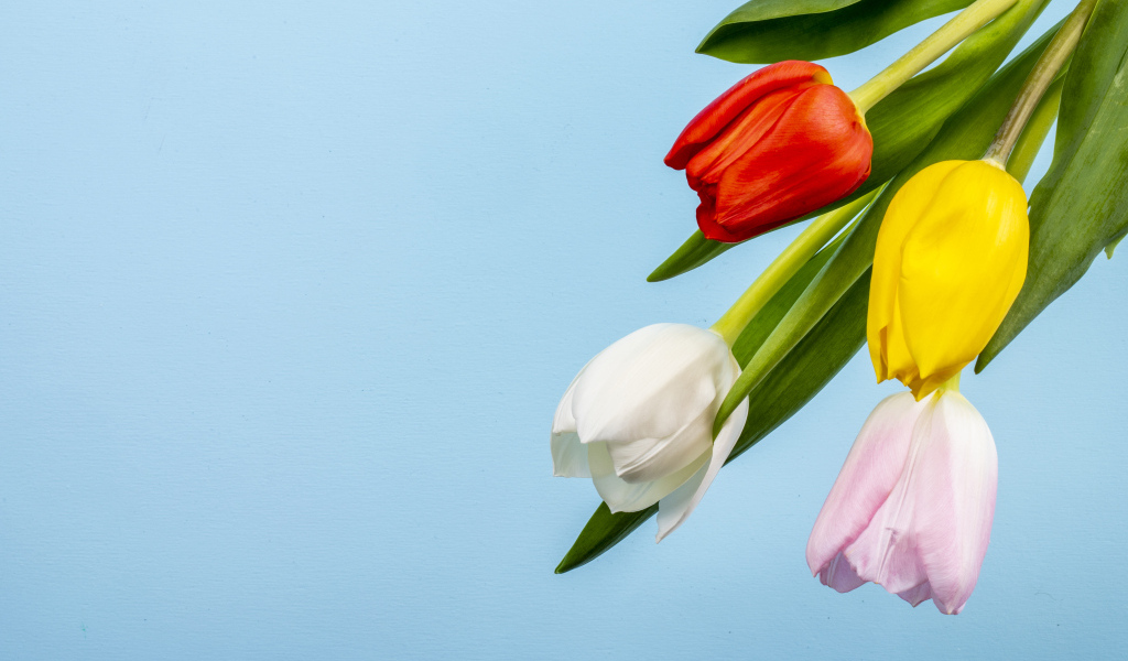 Четыре тюльпана на голубом фоне
