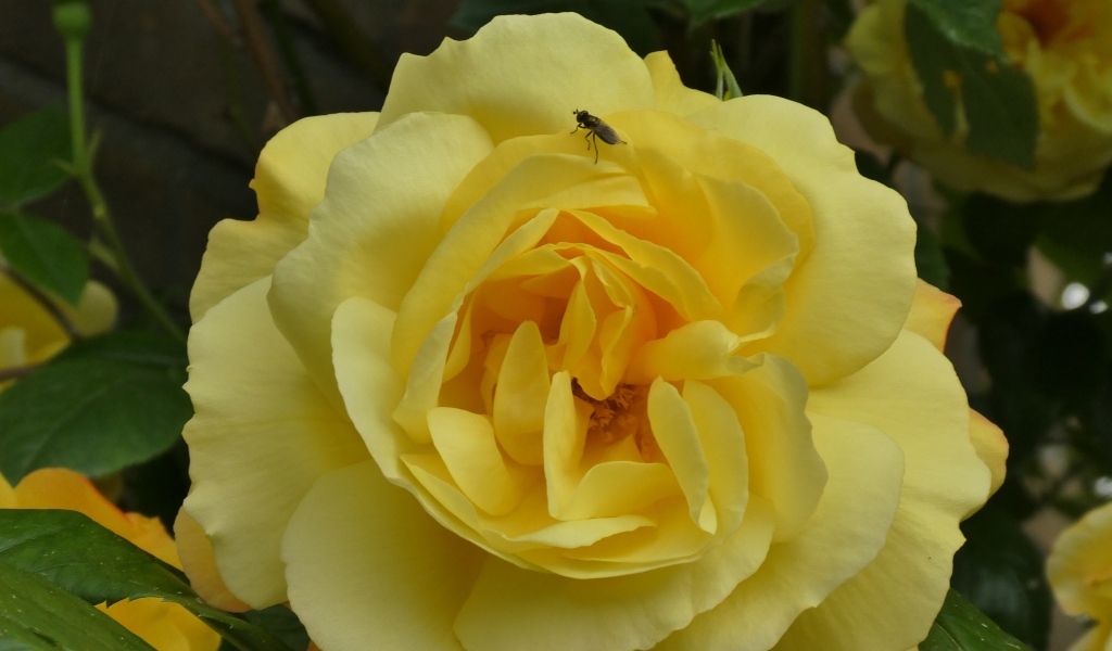 Ароматная садовая желтая роза с мухой