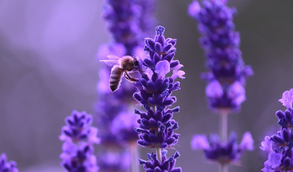 Ароматные фиолетовые цветы полевой лаванды