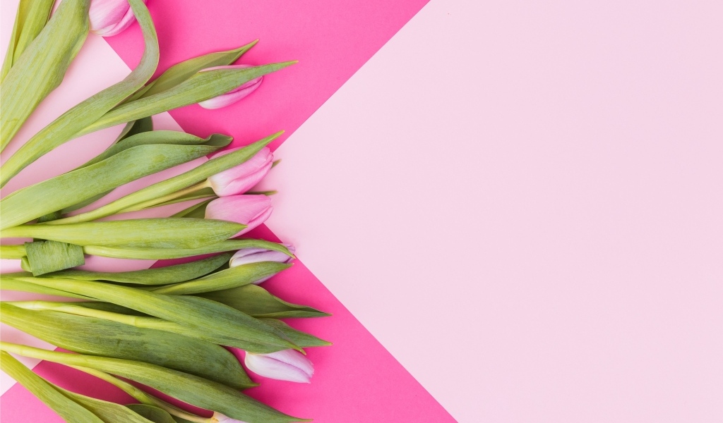 Свежие тюльпаны на нежном розовом фоне