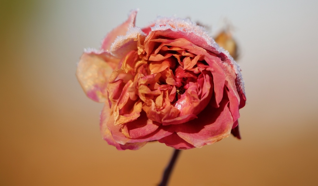 Замерзшая покрытая снегом роза крупным планом