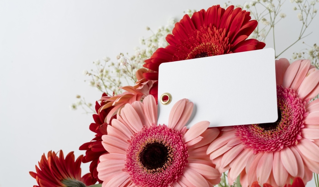 Герберы с листом бумаги на сером фоне, шаблон для открытки