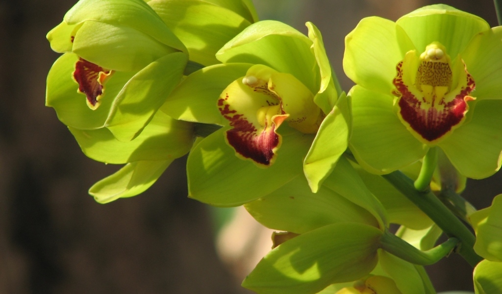 Зеленые цветы орхидеи крупным планом