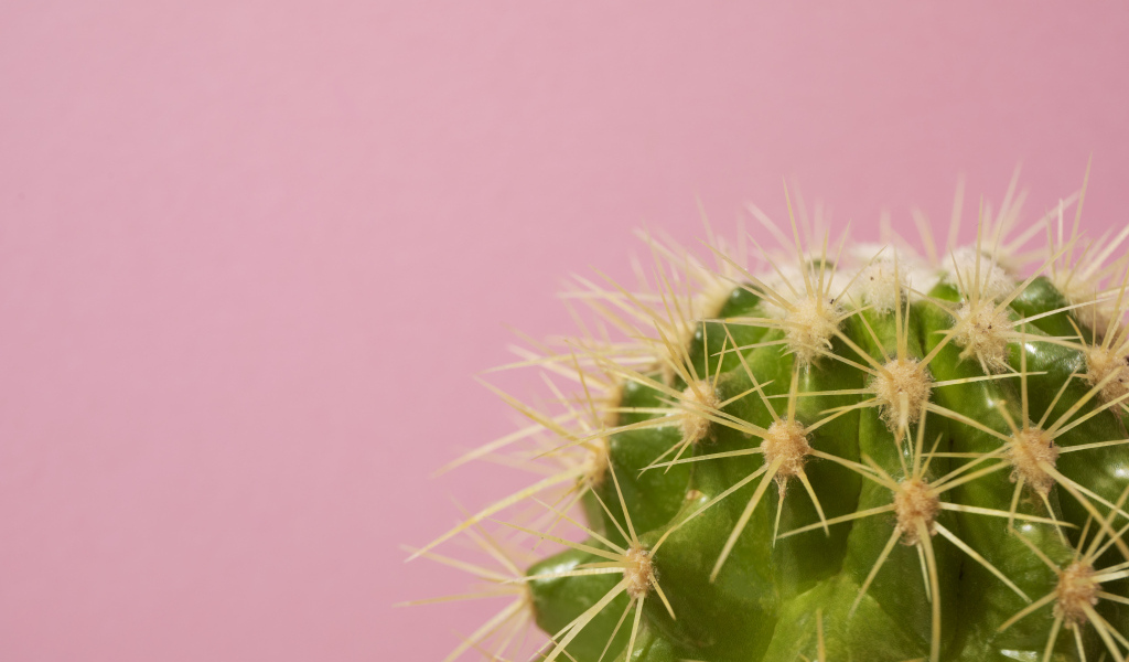 Зеленый колючий кактус на розовом фоне