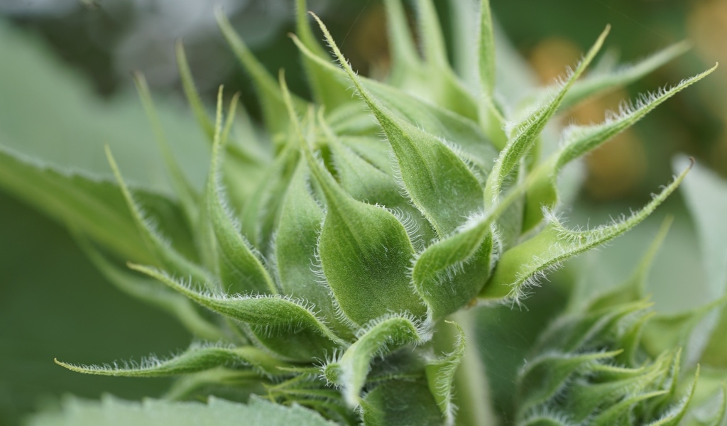 Зеленый нераспустившийся бутон подсолнуха