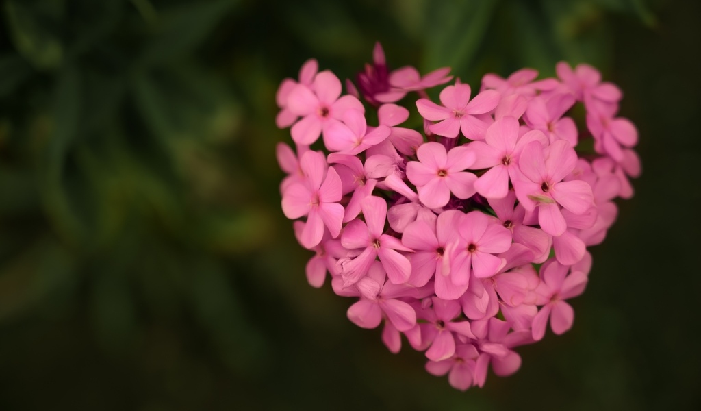 Сердце из розовых цветов флокса