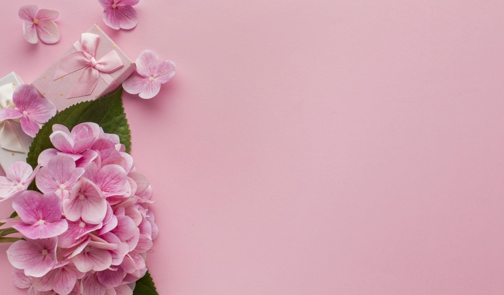 Цветы гортензии с подарками на розовом фоне, шаблон 