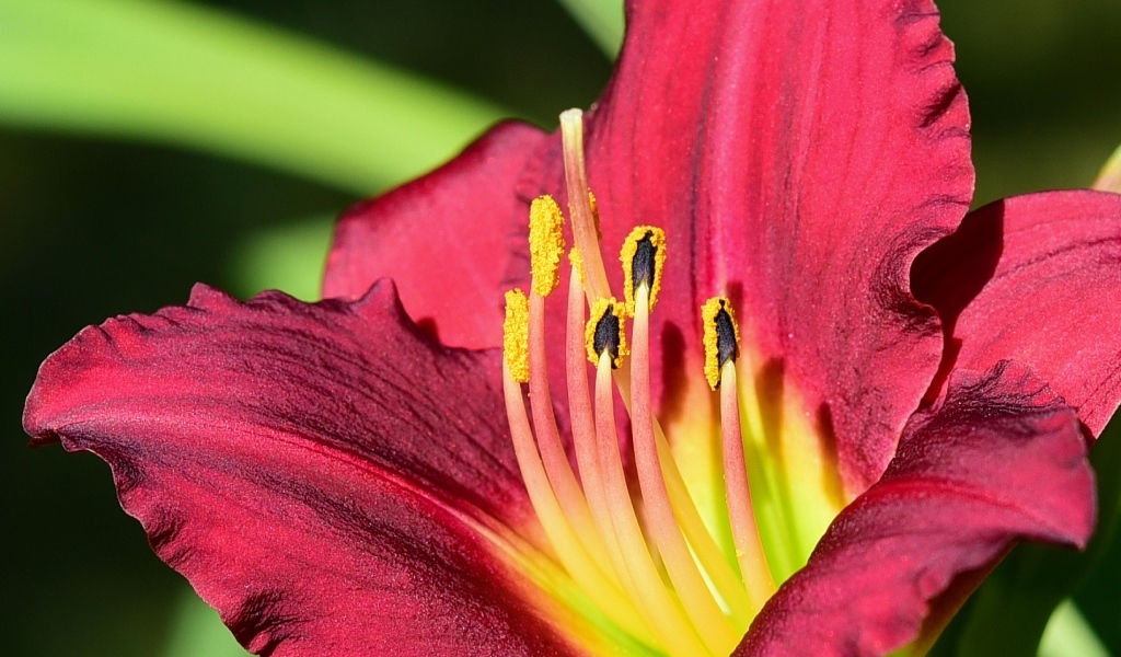 Большие бордовые лепестки лилейника