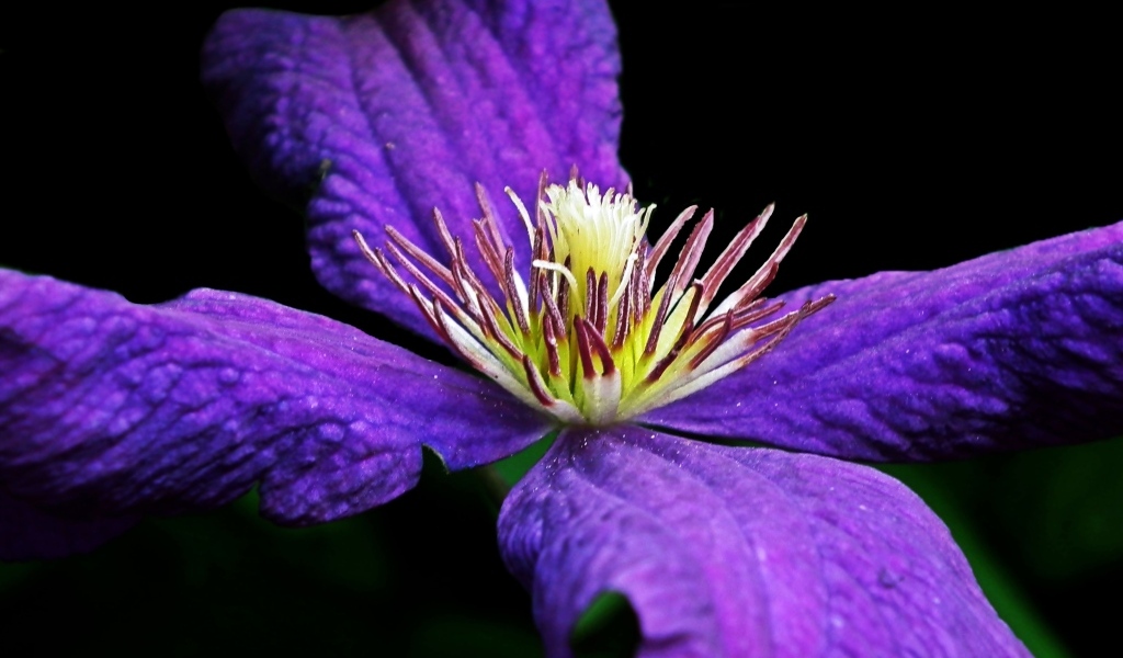 Крупный цветок клематиса на черном фоне