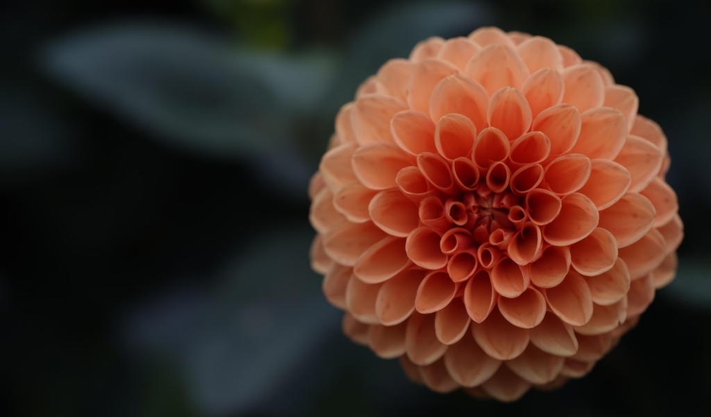 Большой оранжевый цветок георгина крупным планом