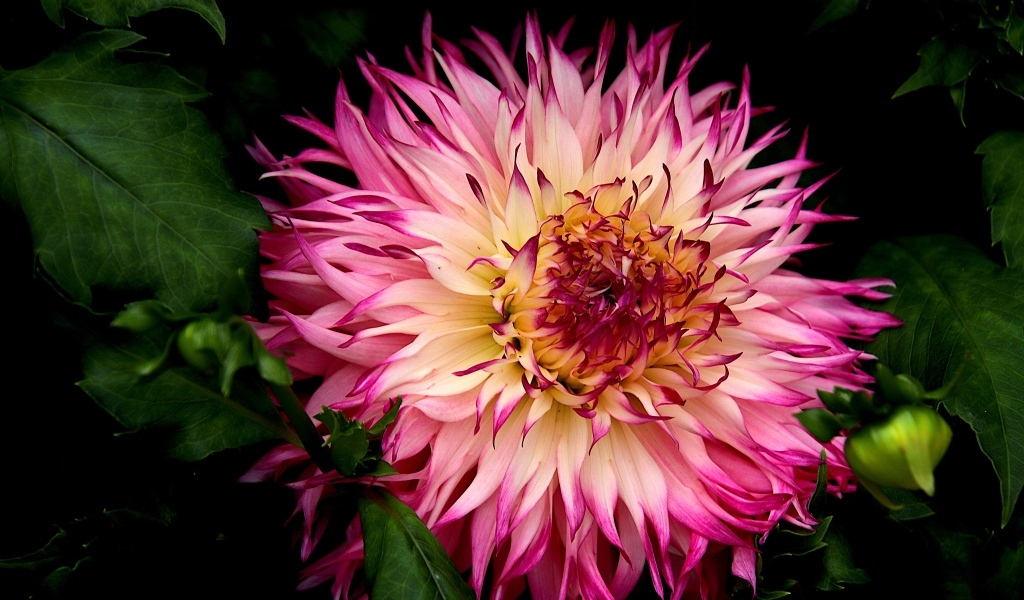 Крупная розовая георгина на клумбе