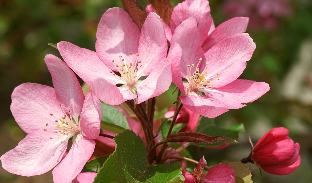 Крупные розовые цветы на ветке