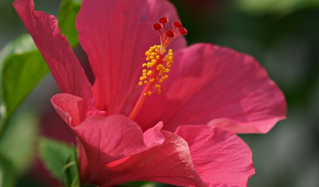 Большой розовый гибискус крупным планом