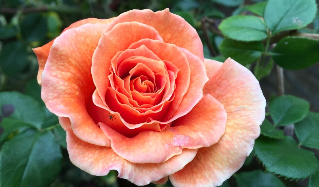 Большая розовая роза на клумбе