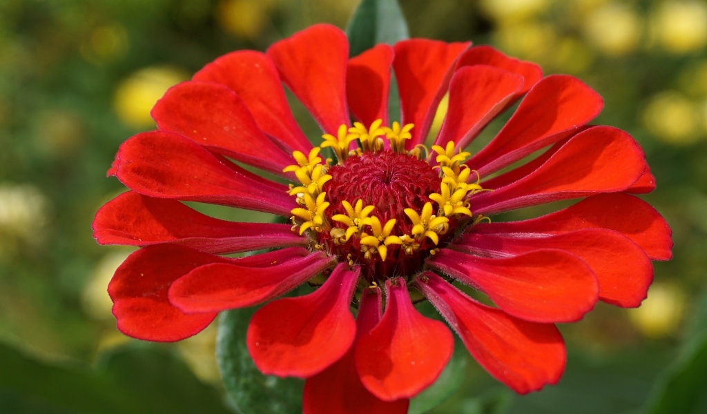 Большой красный цветок цинния