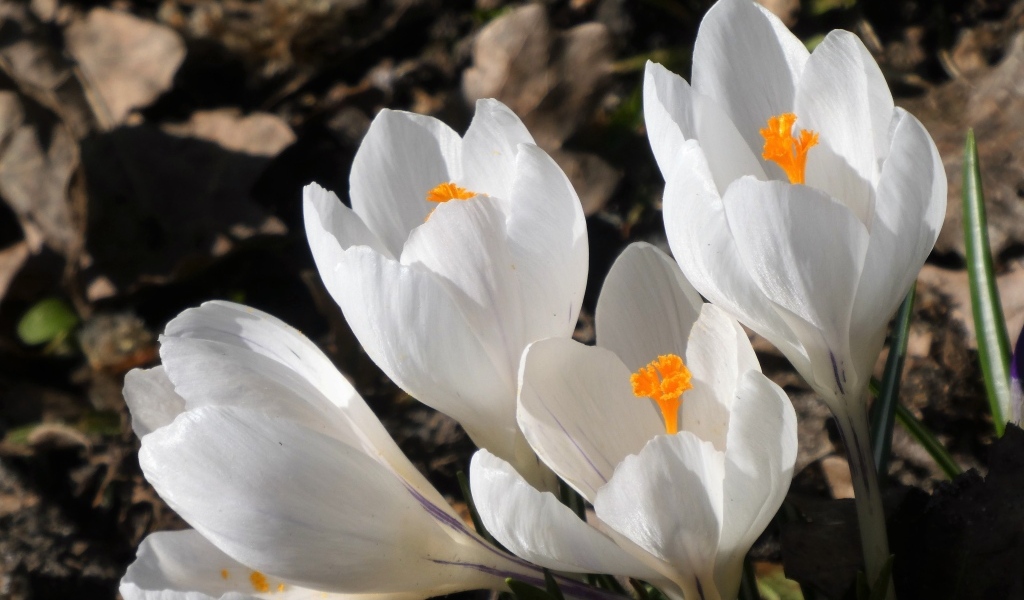 Крупные белые крокусы весной на клумбе