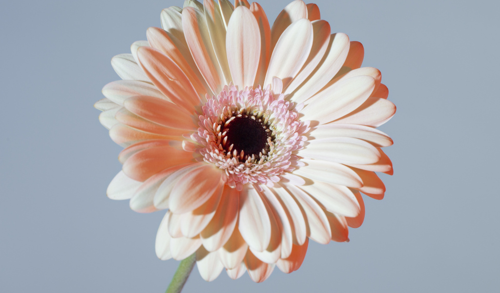 Крупная белая гербера на сером фоне