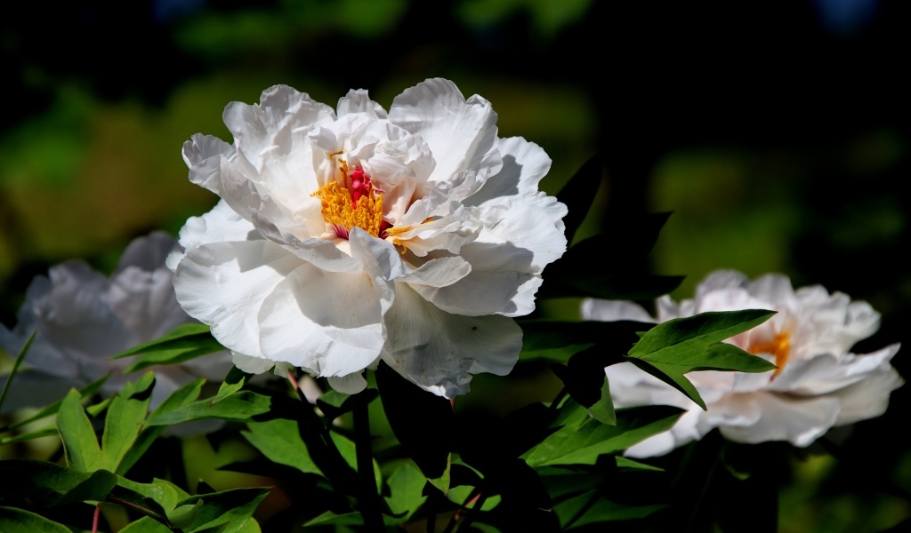 Большой белый пион крупным планом