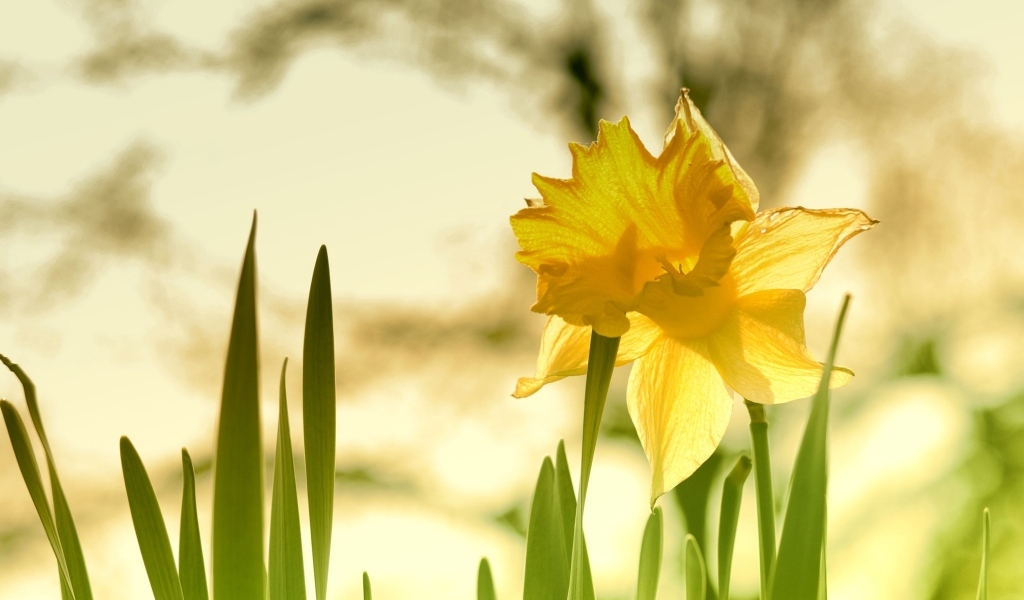 Крупный желтый цветок нарцисса