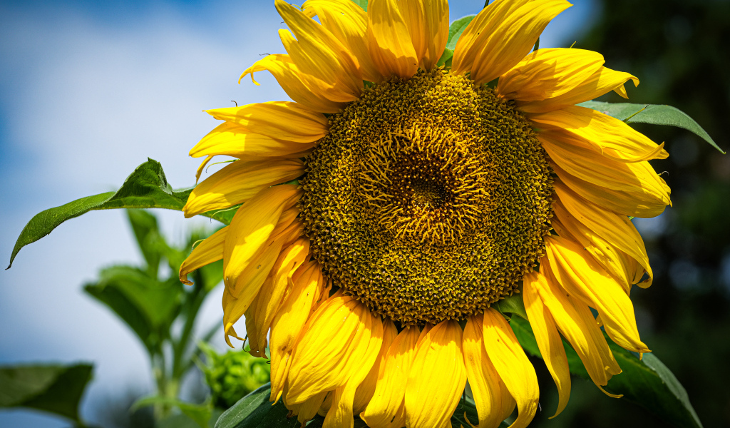 Большой желтый подсолнух на фоне голубого неба
