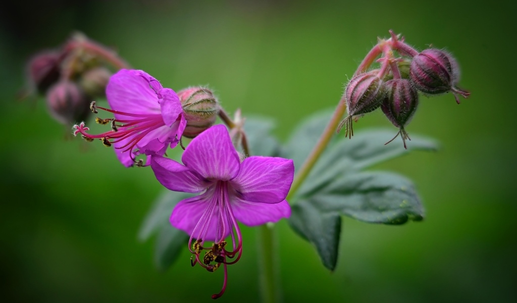 Сиреневые садовые цветы на зеленом фоне