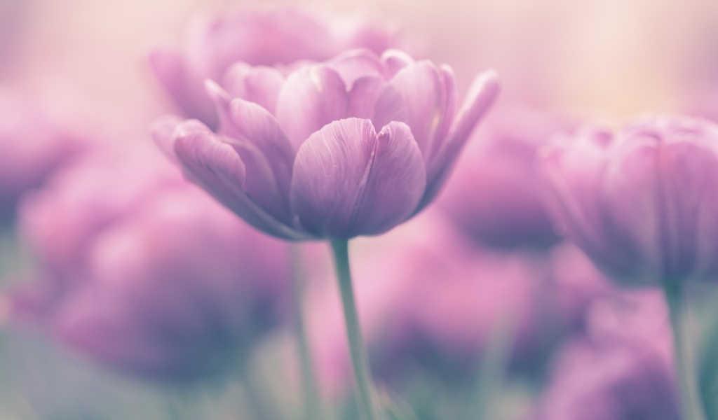 Сиреневый тюльпан крупным планом