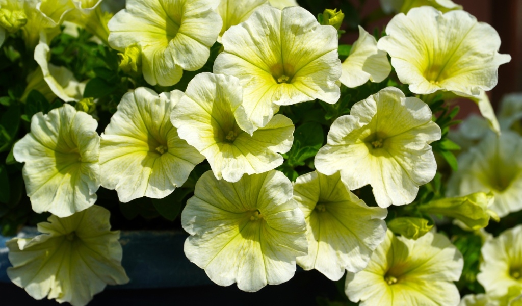 Много садовых цветок петунии