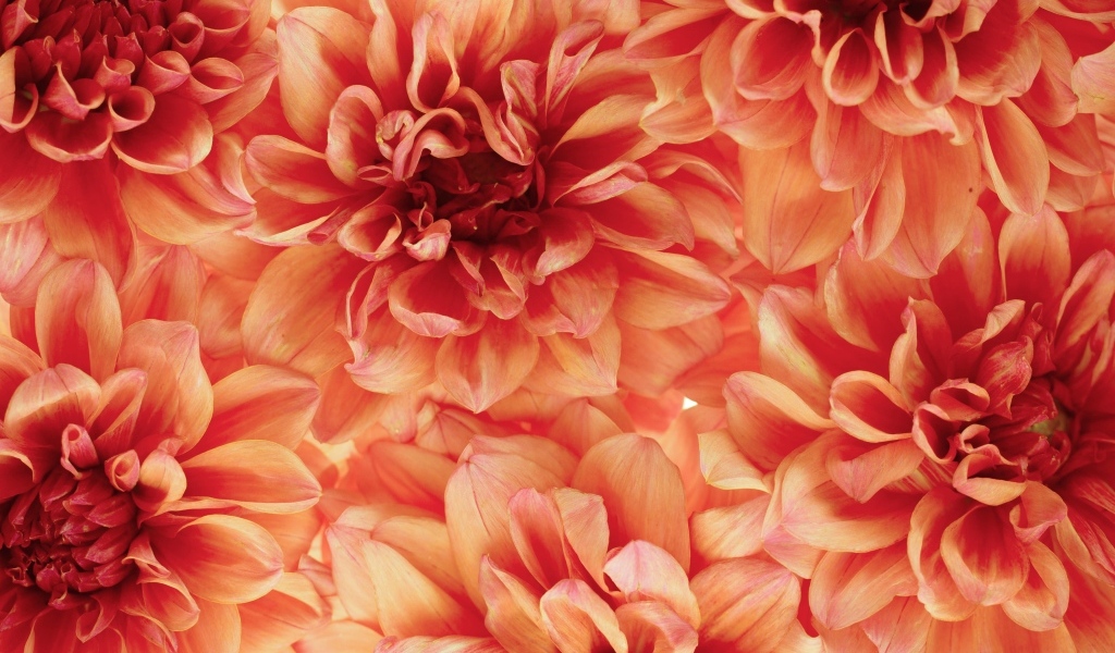 Много оранжевых георгин крупным планом