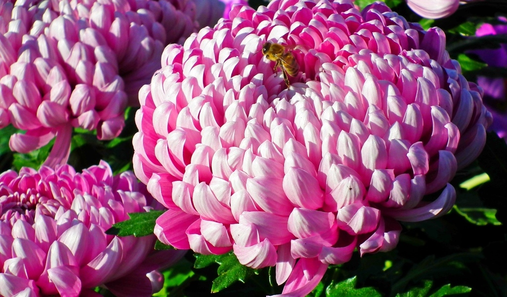 Пышные крупные розовые цветы хризантемы