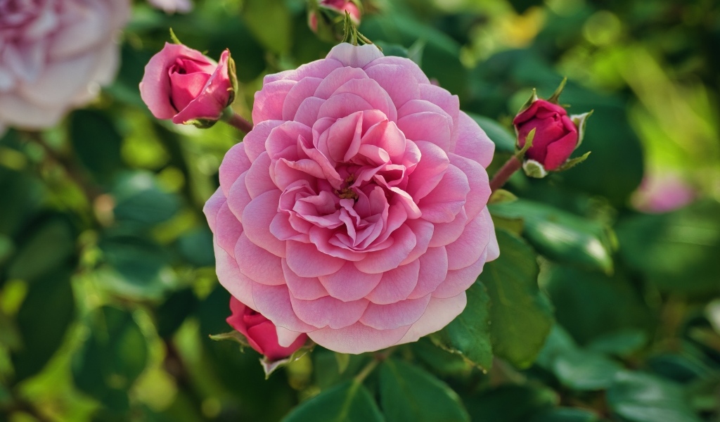 Пышная розовая роза с бутонами на клумбе